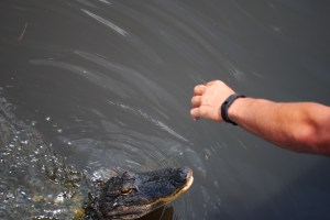Alligator, Bayou, Louisiana