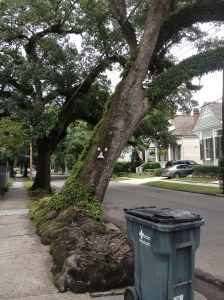 Huge tree, Garden District, New Orleans