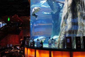 Big Catfish inside aquarium at The Lookout, Pyramid, Memphis