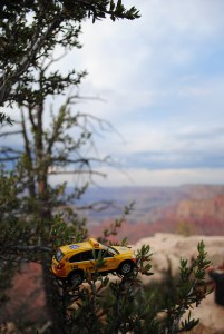 Little Captive chillin' in a tree, Grand Canyon National Park, Arizona