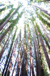 Redwoods, Sausalito, California