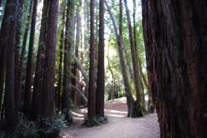 Redwoods, Sausalito, California