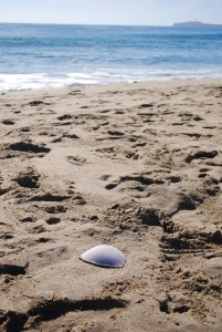 Part of Pamela Anderson, Pacific Ocean near San Francisco, California