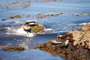 Cypress Point Lookout, 17-mile Drive, Pebble Beach, California