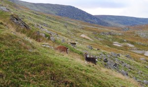 Glendalough, Ireland